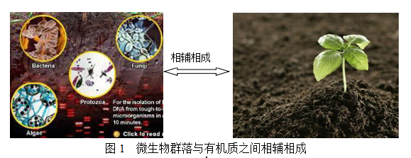微生物與土壤有機質之間的關系