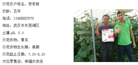 鄉(xiāng)喜壯果肥在武漢黃瓜上增產效果顯著