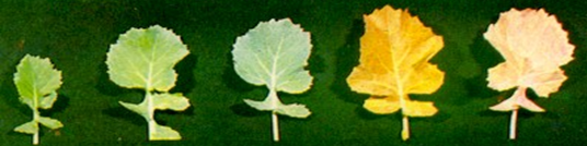 鍥劇墖2.png
