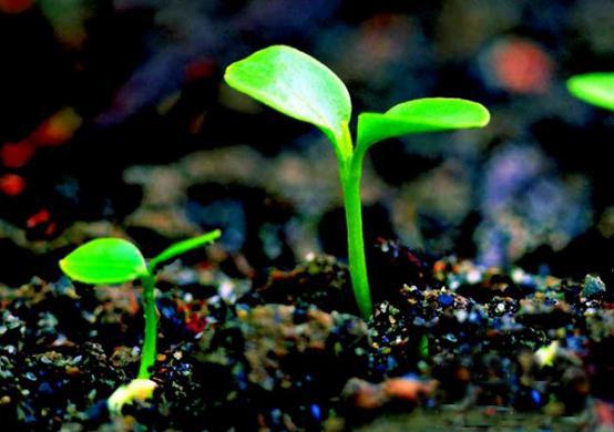 新型肥料風向標——生物刺激素
