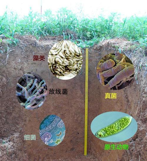 土壤微生物，你知道多少？