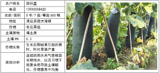 鄉(xiāng)喜液體肥應用于清遠英德市冬瓜早造的示范案例分析